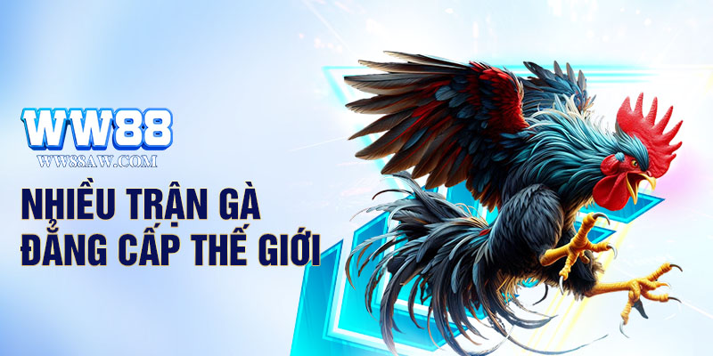 Cung cấp nhiều trận đấu từ các trường gà uy tín