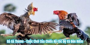 Đá Gà Thomo - Cuộc Chơi Của Chiến Kê Tốc Độ Và Đòn Hiểm