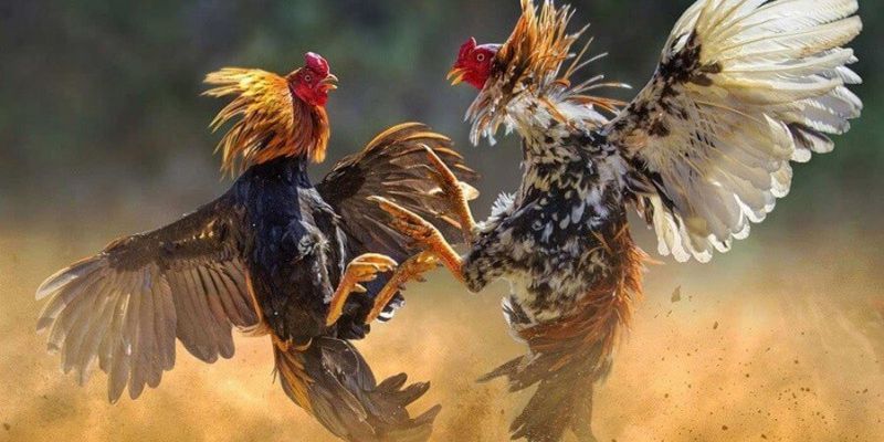 Thông tin chung về đá gà Thomo